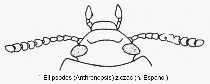 anthrenopsis scriptipennis_kopf.gif